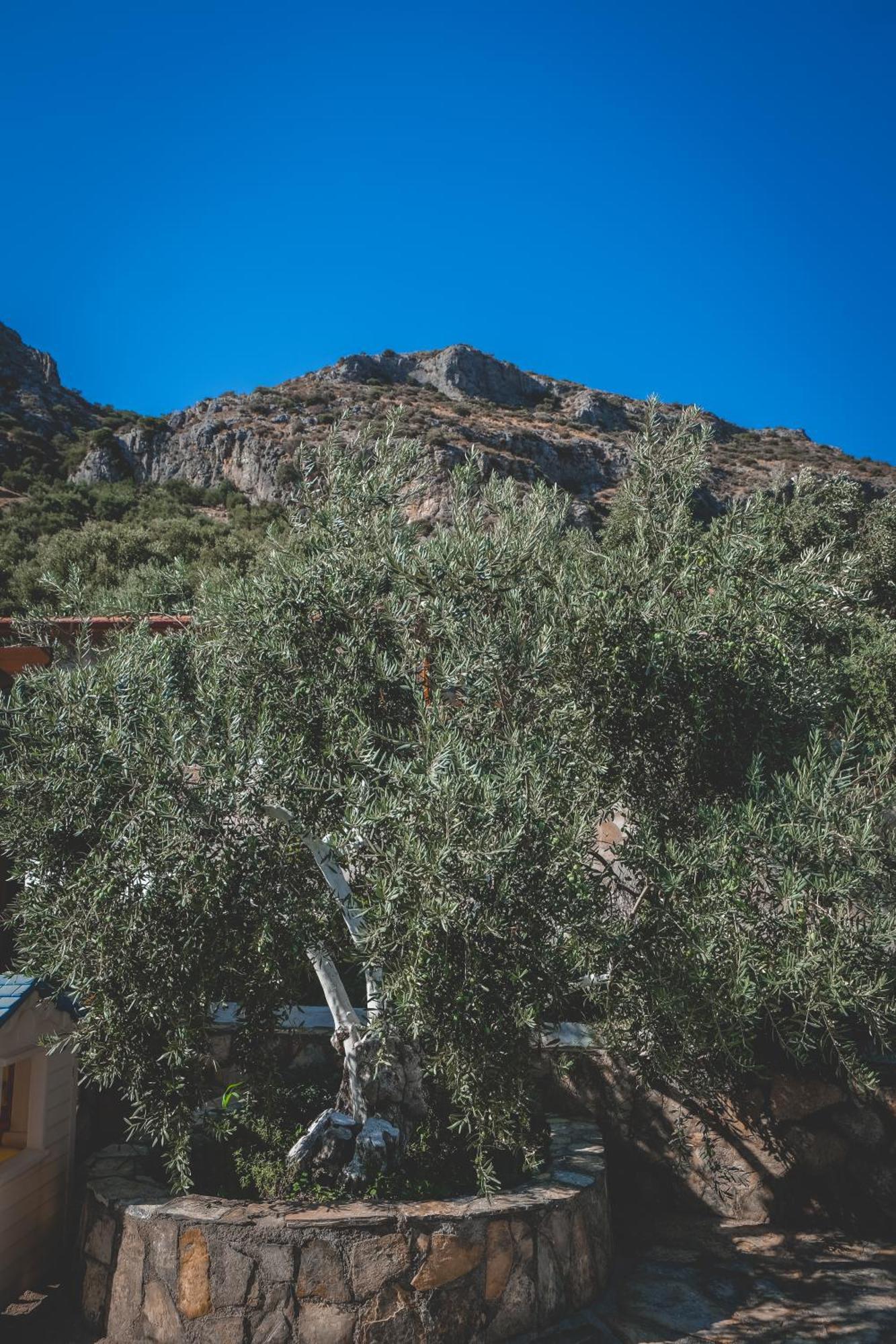Natureland Efes Pension Selcuk Exterior photo