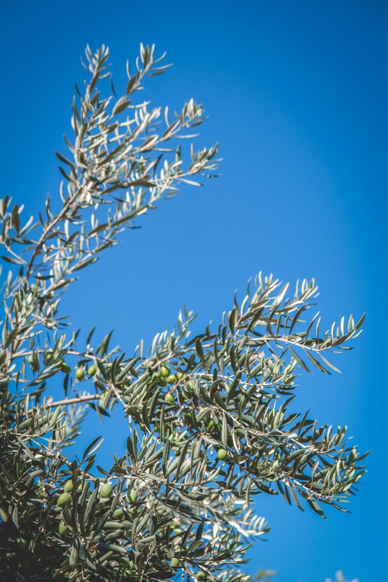 Natureland Efes Pension Selcuk Exterior photo