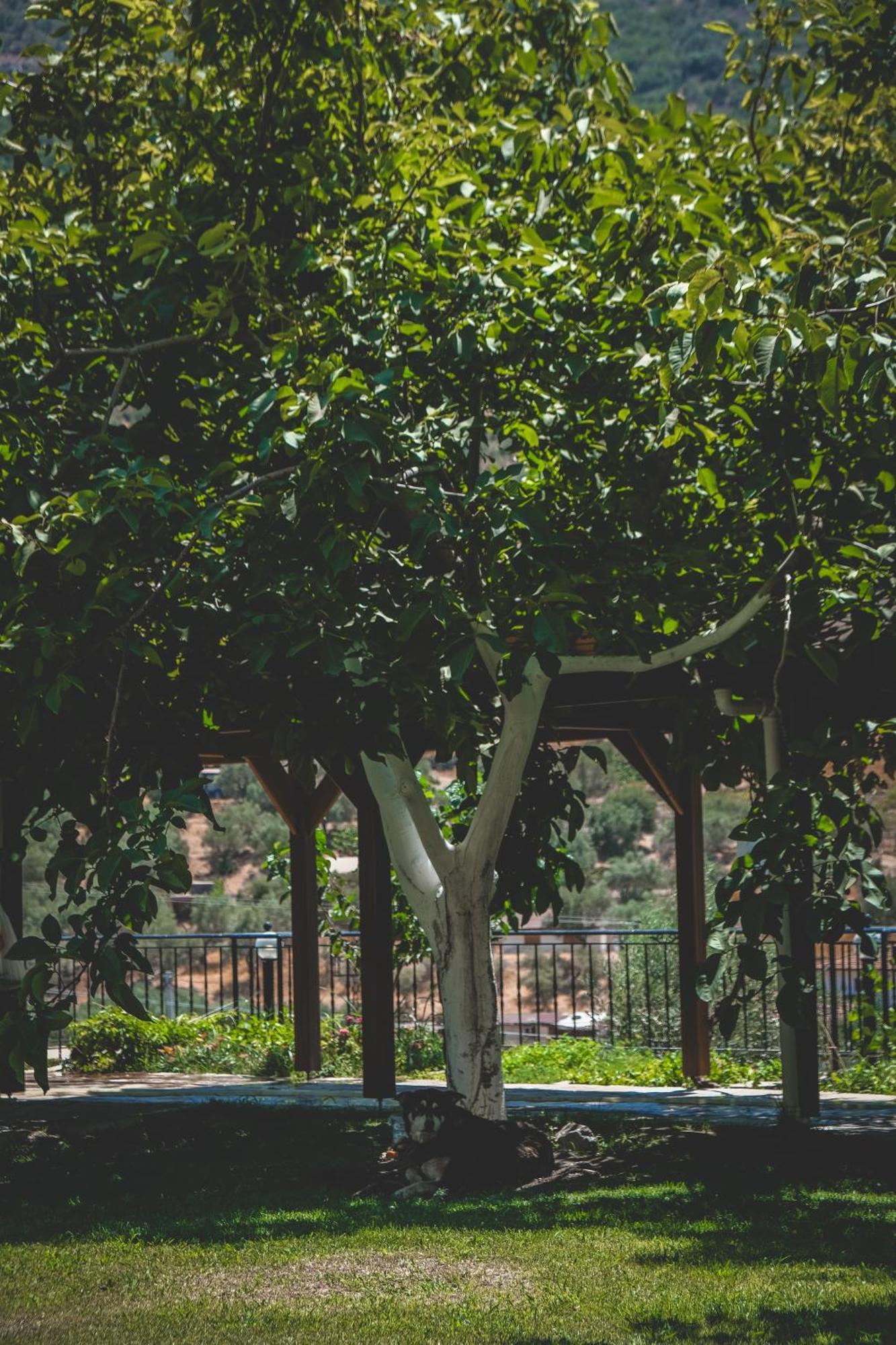 Natureland Efes Pension Selcuk Exterior photo